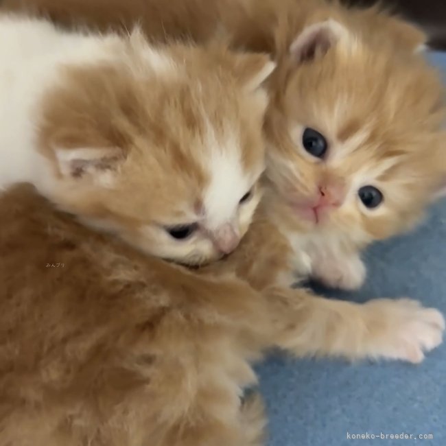 纐纈亮二ブリーダーのブログ：ぴったりぬくぬく☺️