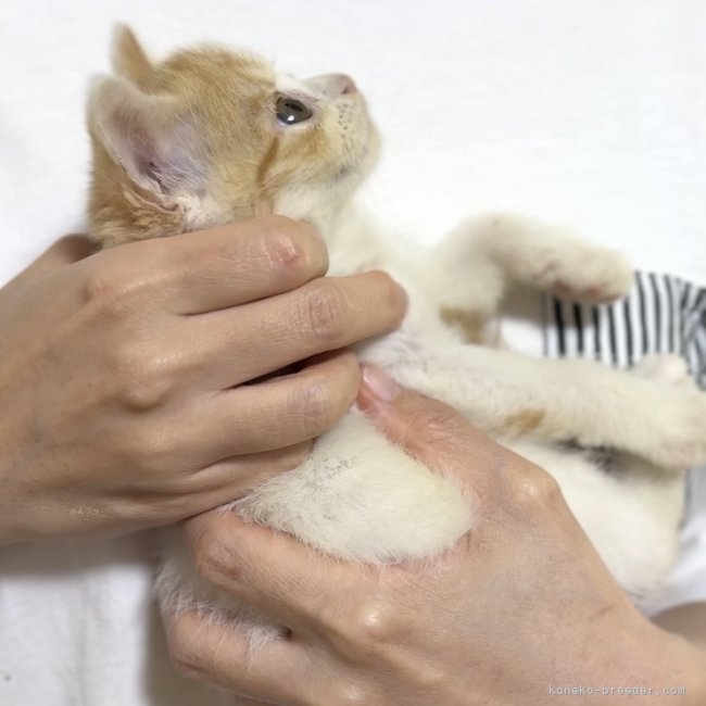 纐纈亮二ブリーダーのブログ：🎊エマちゃんBaby’s見学募集中🎊