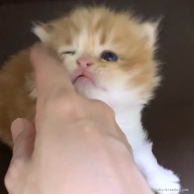 纐纈亮二ブリーダーのブログ:かわいい甘えん坊さん🍰