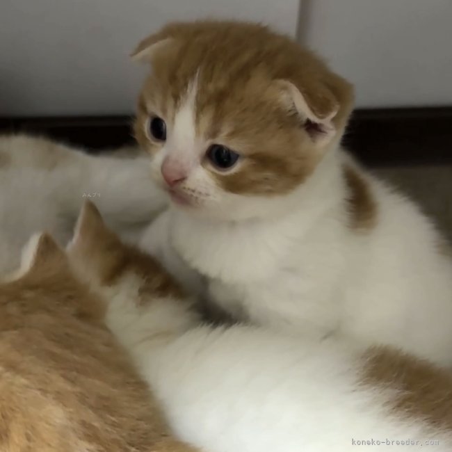 纐纈亮二ブリーダーのブログ：まんまる日和😊