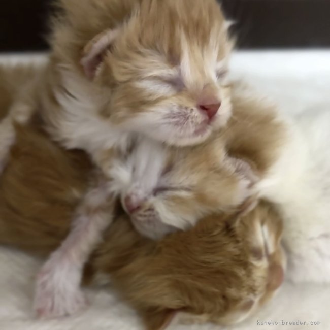 纐纈亮二ブリーダーのブログ：🎊スコティッシュの赤ちゃん生まれました🎊