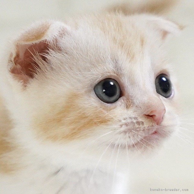纐纈亮二ブリーダーのブログ：🎊子猫ちゃん掲載開始しました🎊
