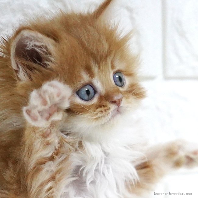 纐纈亮二ブリーダーのブログ：🎊子猫ちゃん掲載開始しました🎊