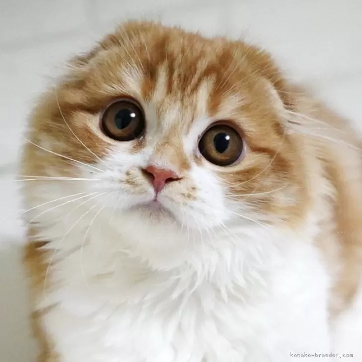 ID:2311-02360の子猫