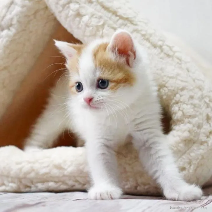 ID：2212-01396の子猫