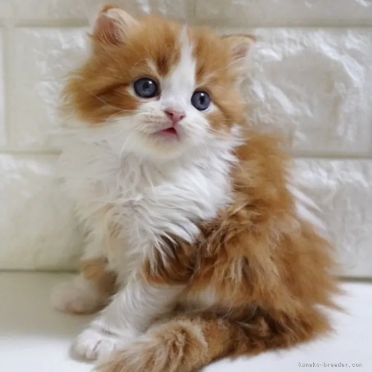 ID:2311-02357の子猫