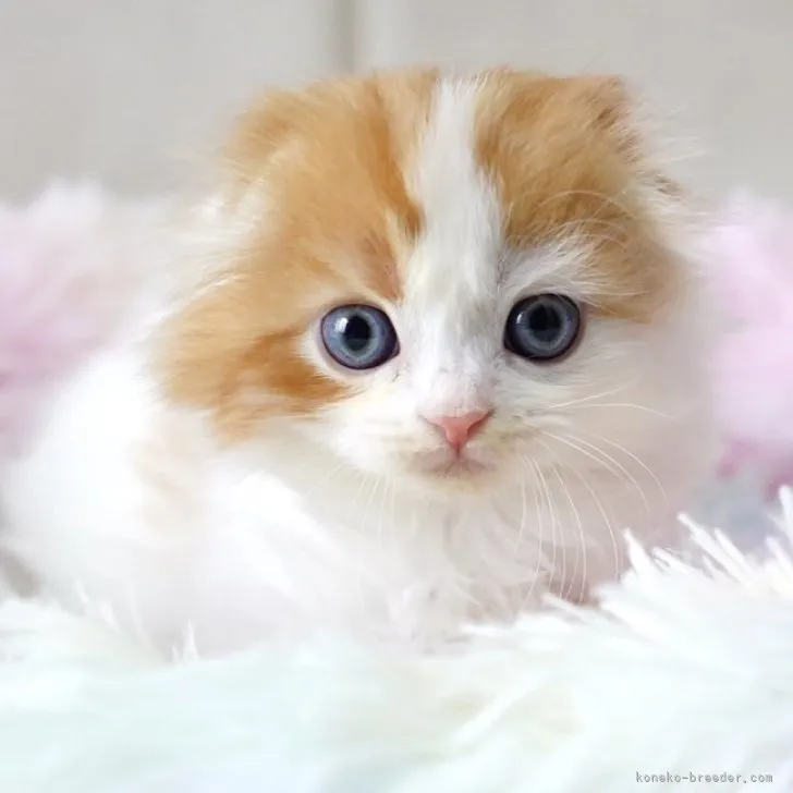 ID：2306-00592の子猫