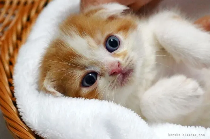 ID：2107-00433の子猫