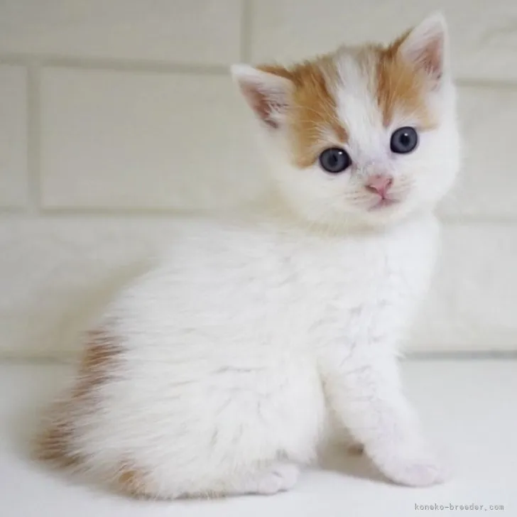 ID:2311-02359の子猫