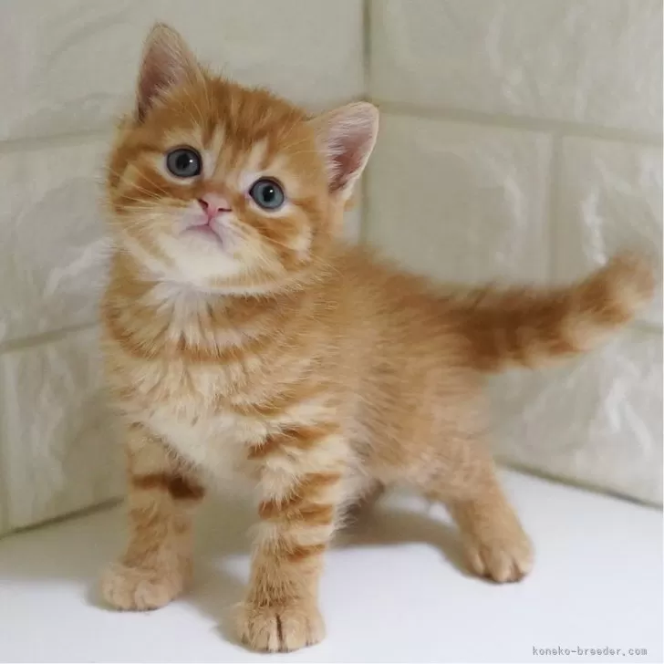 ID:2409-01323の子猫