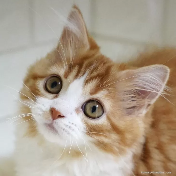 Y.Y 様のお迎えした子猫