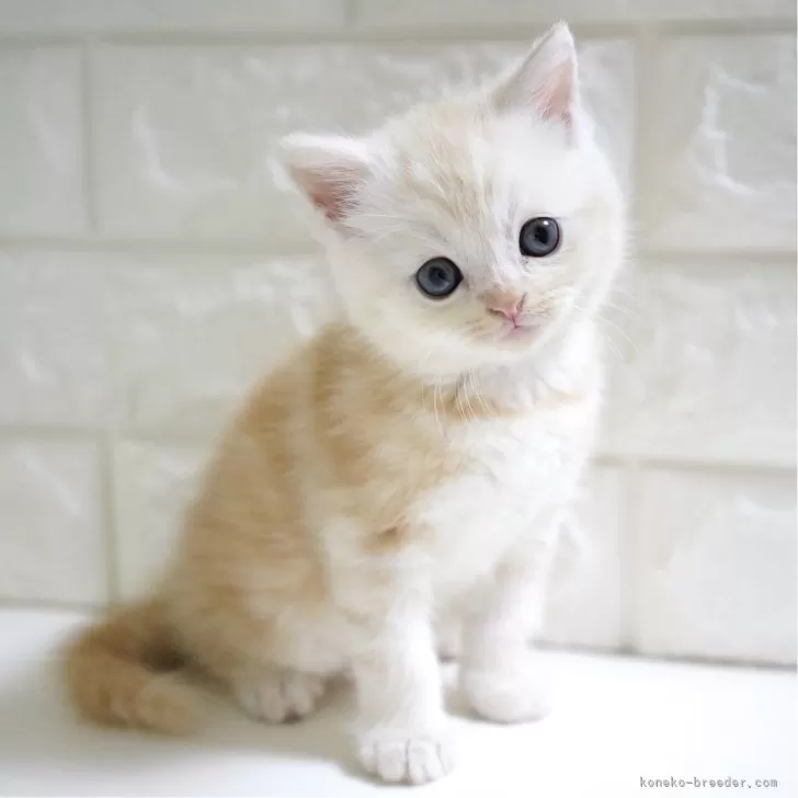 ID：2405-01154の子猫