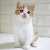 スコティッシュフォールド(立ち耳)【愛知県・女の子・2024年3月30日・レッドタビー&ホワイト】の写真1