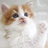 スコティッシュフォールド(立ち耳)【愛知県・男の子・2024年10月17日・レッドタビー&ホワイト】の写真1