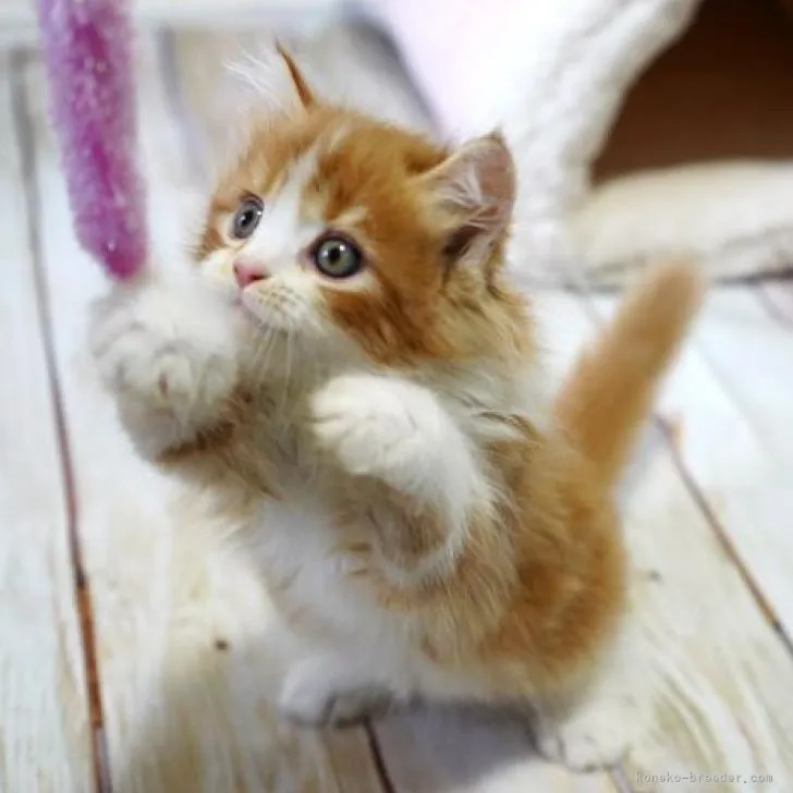 ID：2206-02523の子猫