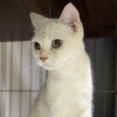 スコティッシュフォールド【・女の子・2023年12月21日・クリームタビー&ホワイト】