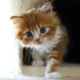 スコティッシュフォールド(立ち耳)【愛知県・男の子・2023年4月26日・レッドタビー&ホワイト】の写真3