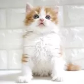 スコティッシュフォールド(立ち耳)【愛知県・男の子・2024年10月17日・レッドタビー&ホワイト】の写真3