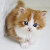 スコティッシュフォールド(立ち耳)【愛知県・男の子・2023年10月19日・レッドタビー&ホワイト】の写真4