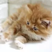 スコティッシュフォールド(立ち耳)【愛知県・男の子・2025年11月2日・レッドタビー&ホワイト】の写真11