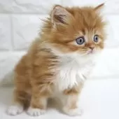 スコティッシュフォールド(立ち耳)【愛知県・男の子・2025年11月2日・レッドタビー&ホワイト】の写真14