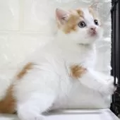 スコティッシュフォールド(立ち耳)【愛知県・男の子・2025年11月2日・レッドタビー&ホワイト】の写真15