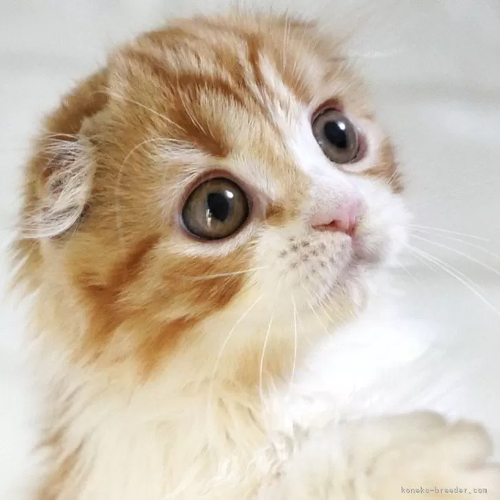 ID：2506-00996の子猫