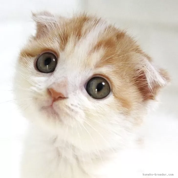 ID：2506-00832の子猫