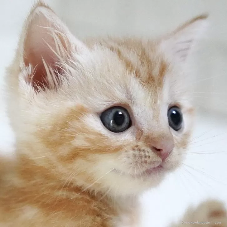 ゆいゆの 様のお迎えした子猫