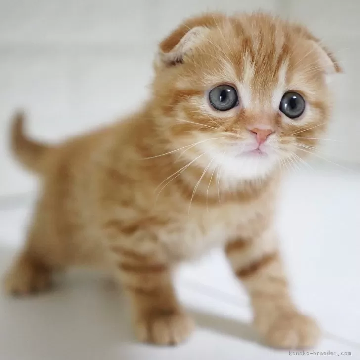 ID：2502-01538の子猫