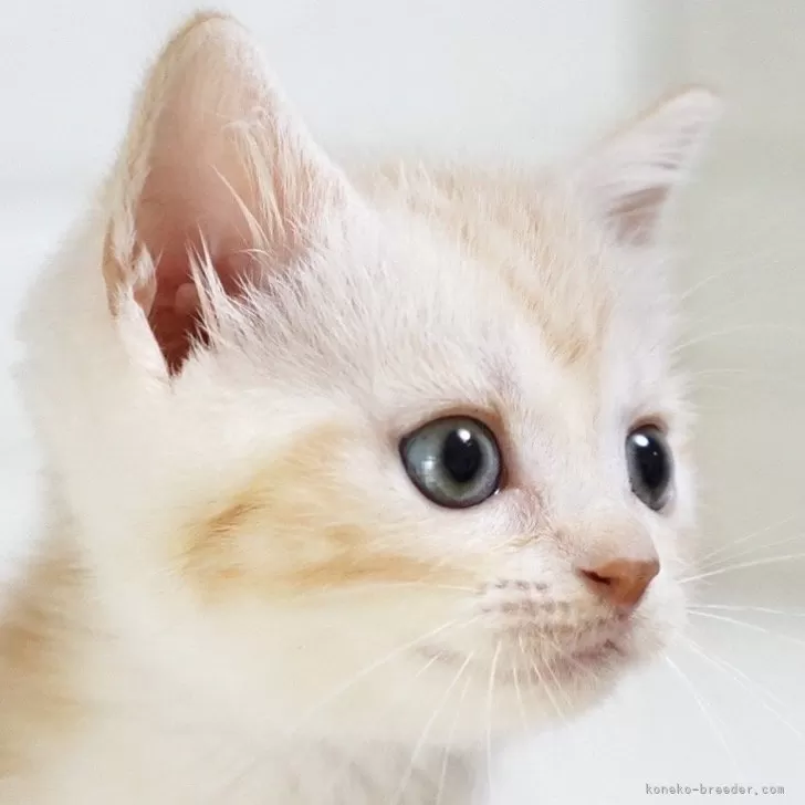 おとうさん 様のお迎えした子猫