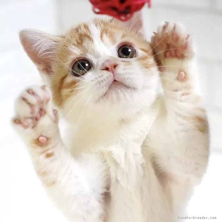 ID：2506-02959の子猫