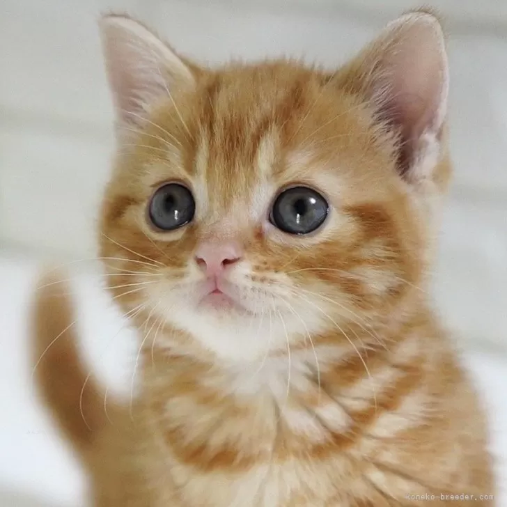 ID:2504-03209の子猫