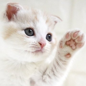 スコティッシュフォールド(折れ耳)【愛知県・女の子・2025年10月9日・クリームタビー&ホワイト（短毛）】の写真「✨ふんわり優しいミルキーカラーと可愛いお顔が魅力✨」