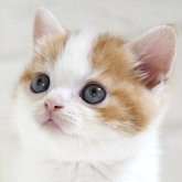 スコティッシュフォールド(立ち耳)