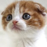 スコティッシュフォールド(折れ耳)