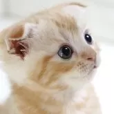 スコティッシュフォールド(折れ耳)