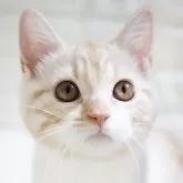 スコティッシュフォールド(立ち耳)【愛知県・男の子・2024年9月8日・クリームタビー&ホワイト】の写真1