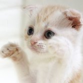 スコティッシュフォールド(折れ耳)