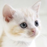 スコティッシュフォールド(立ち耳)