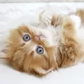 スコティッシュフォールド(立ち耳)【愛知県・男の子・2025年11月2日・レッドタビー&ホワイト】の写真2