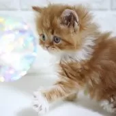 スコティッシュフォールド(立ち耳)【愛知県・男の子・2025年11月2日・レッドタビー&ホワイト】の写真8