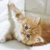 スコティッシュフォールド(立ち耳)【愛知県・男の子・2025年11月2日・レッドタビー&ホワイト】の写真9