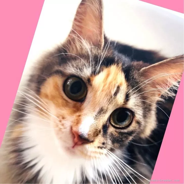 ID：2211-01846の子猫