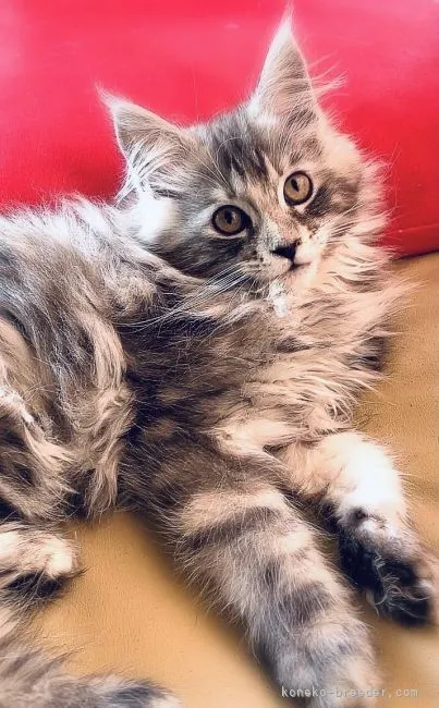 ID：2112-01001の子猫