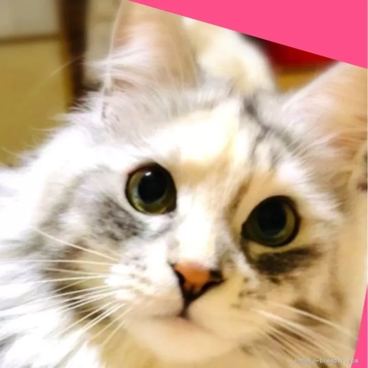 アルタ 様のお迎えした子猫