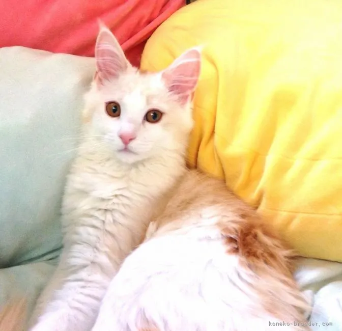 ID：1805-00236の子猫
