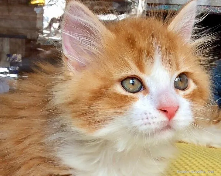 ID：2004-00821の子猫