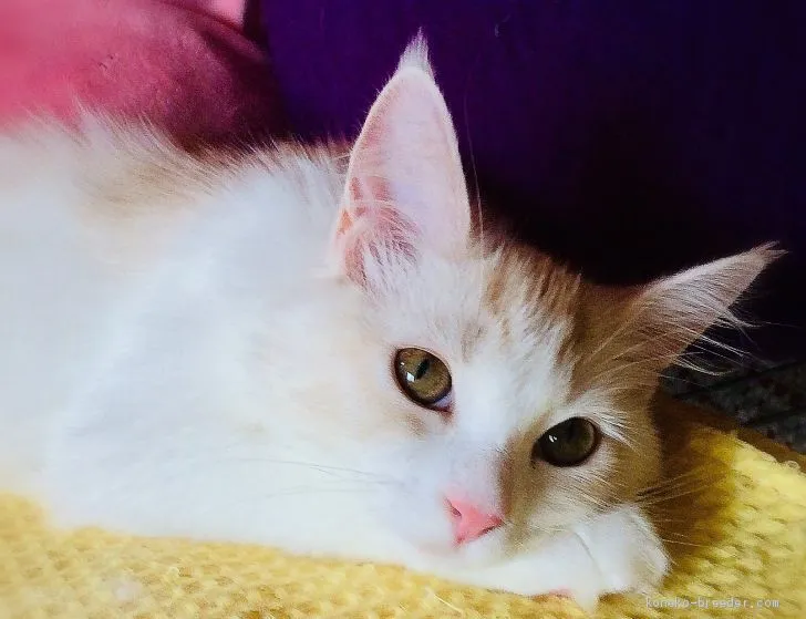 ID：2004-00818の子猫