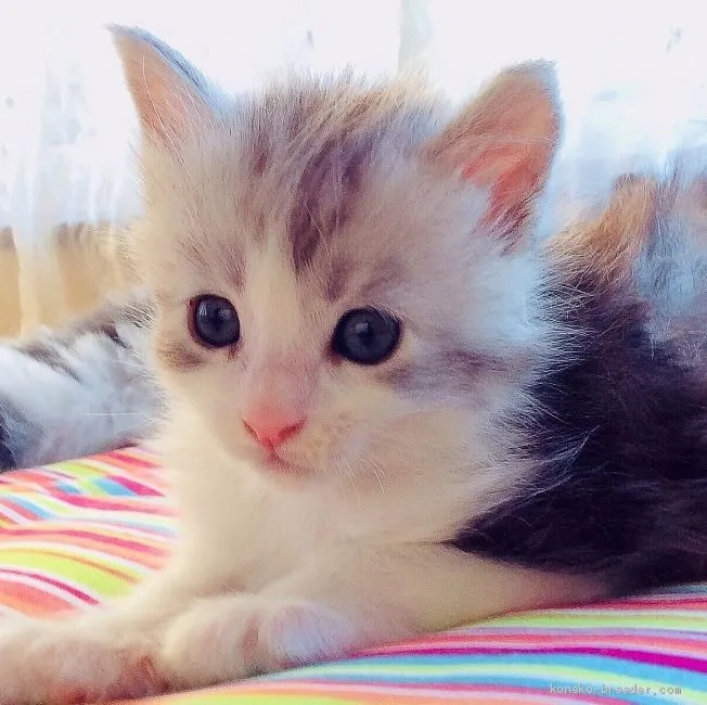 ID：1907-01789の子猫